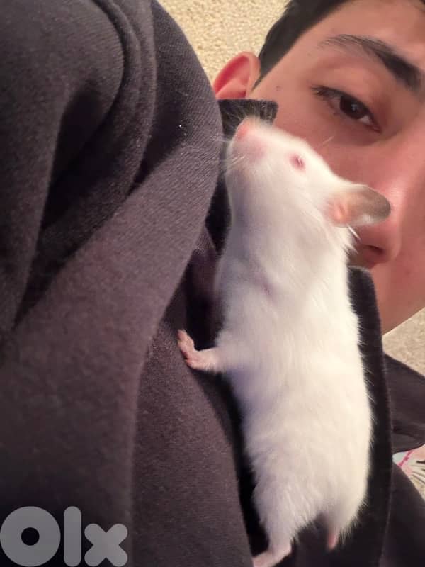 The best hamsters for you 7