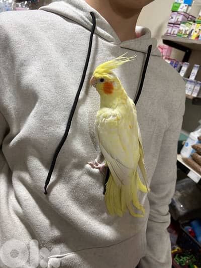 كروان ذكر لاتينو مروض مع قفص و العاب