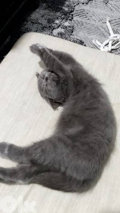 للبيع مع فرشة وقفص والاكل litter box وcat bowl  وفرشاية وسبراي وطوق