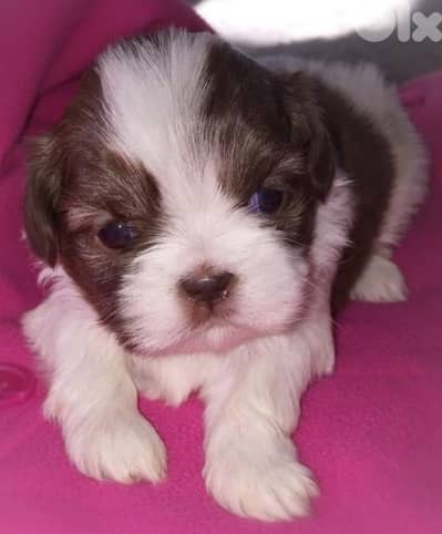 shih tzu