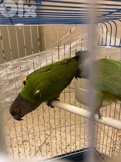 جوز سنغالي جاهزين