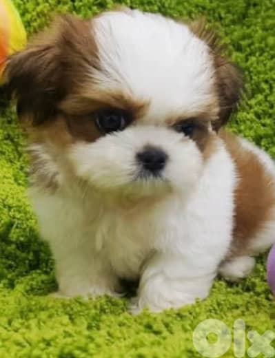 shih tzu