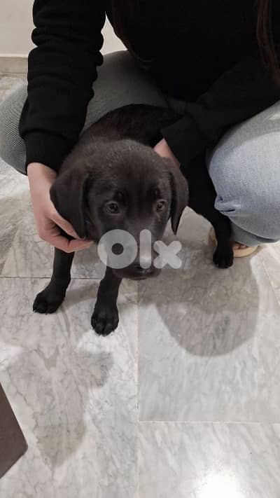 labrador 2 months male