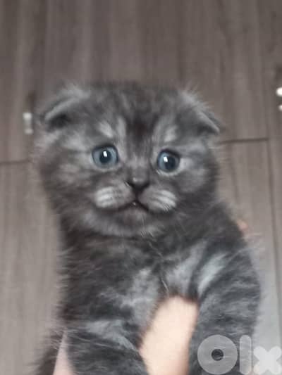 female kitten scottish fold old 50 days loc beirut