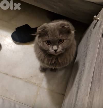 موجود سكوتش فولد للزواج ضمن بيروت ذكر جميل