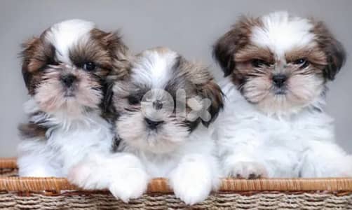 shih tzu