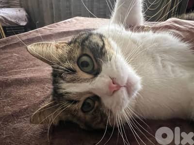 قط مخصي عمره سنة و نص حبوب و بيلعب كتير للتبني بداعي السفر