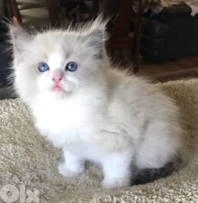 UNIQUE & GORGEOUS Ragdoll kitten IMPORTED Pure high quality breed قطط