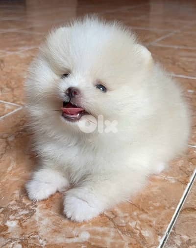 Adorable Pomsky puppy available in store & delivery