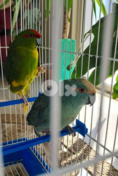 كنيور ألوان مميزة