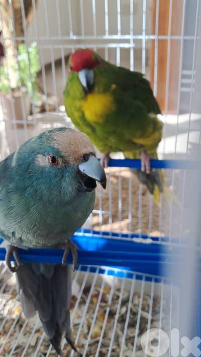 كاكاريكي ألوان مميزة