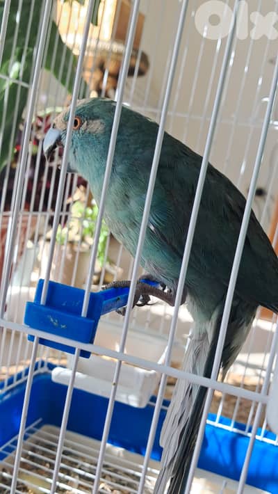 كاكاريكي ألوان مميزة