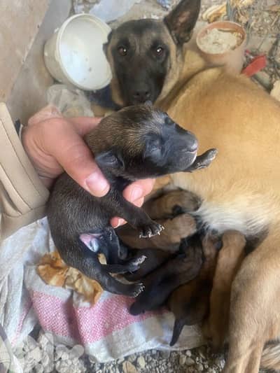 السنديانه عكار