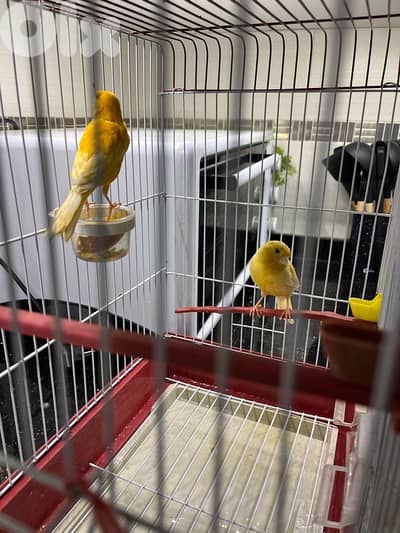canary (3) birds