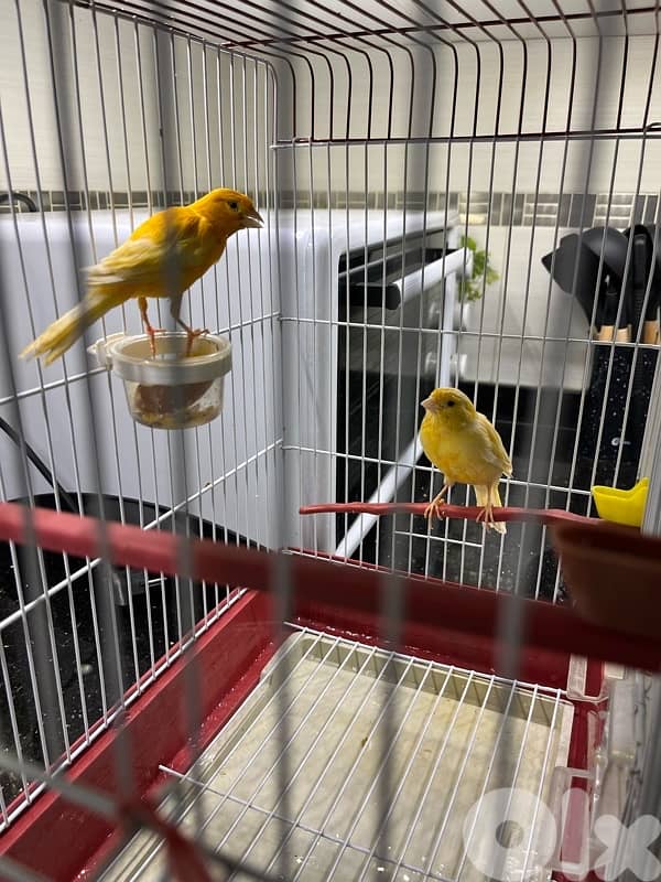 canary (3) birds 1