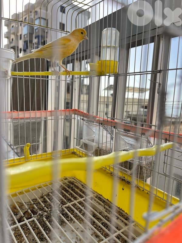 canary (3) birds 8