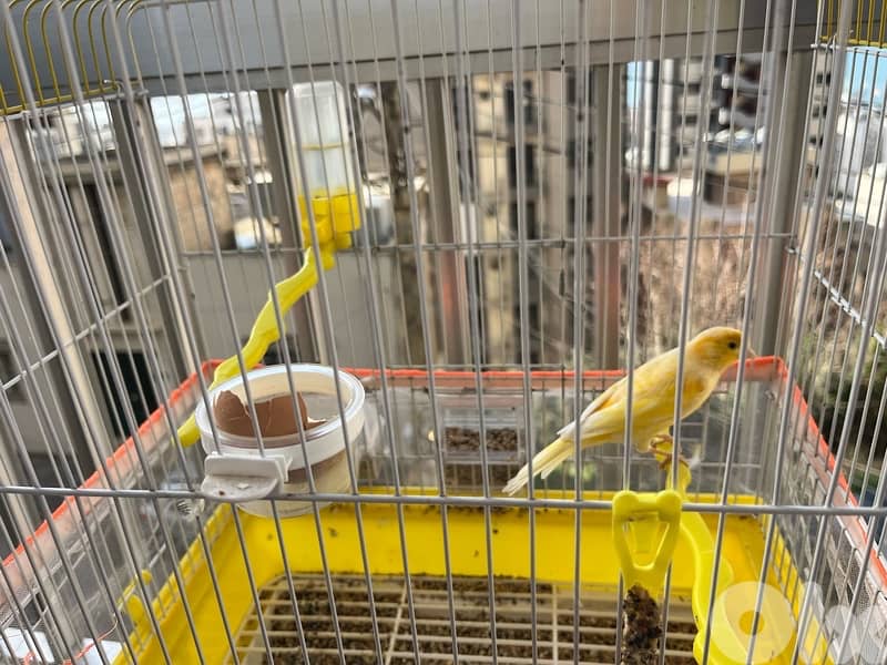 canary (3) birds 9