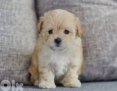 maltipoo