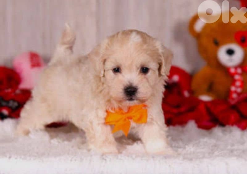 maltipoo 1