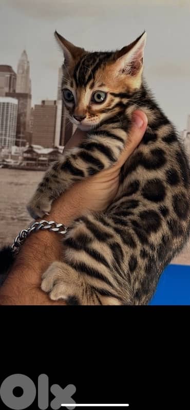 bengal male 2