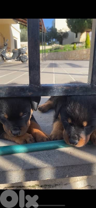 Rottweiler puppies giant size