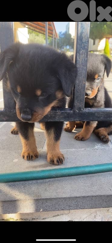 Rottweiler puppies giant size 1
