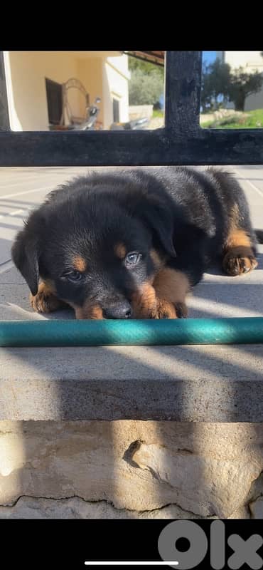 Rottweiler puppies giant size 2