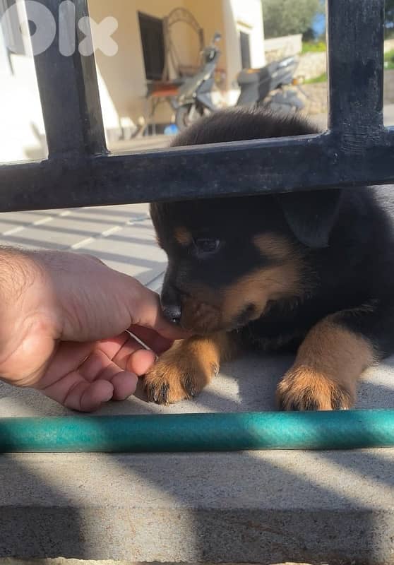 Rottweiler puppies giant size 3
