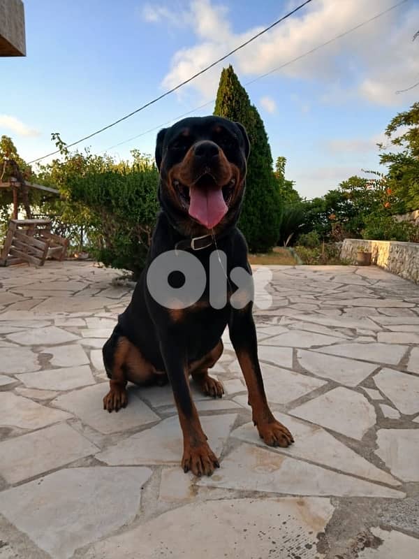 Rottweiler puppies giant size 4