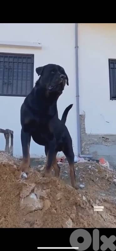 Rottweiler puppies giant size 5