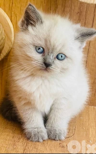 british male and female