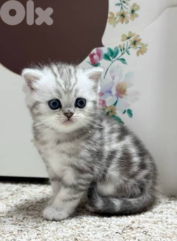 scottish smokie color 1