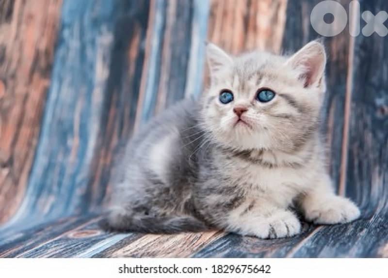 scottish smokie color 2