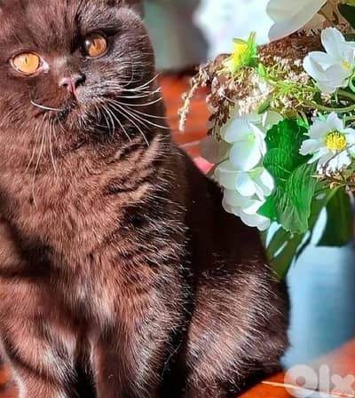 Scottish chocolate female