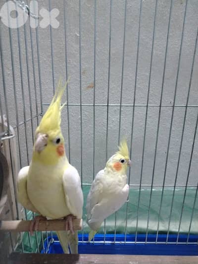 طرابلس /مخيم البداوي