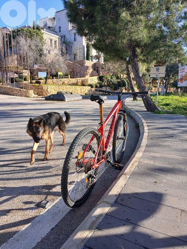 specialized Hardrok 29 1