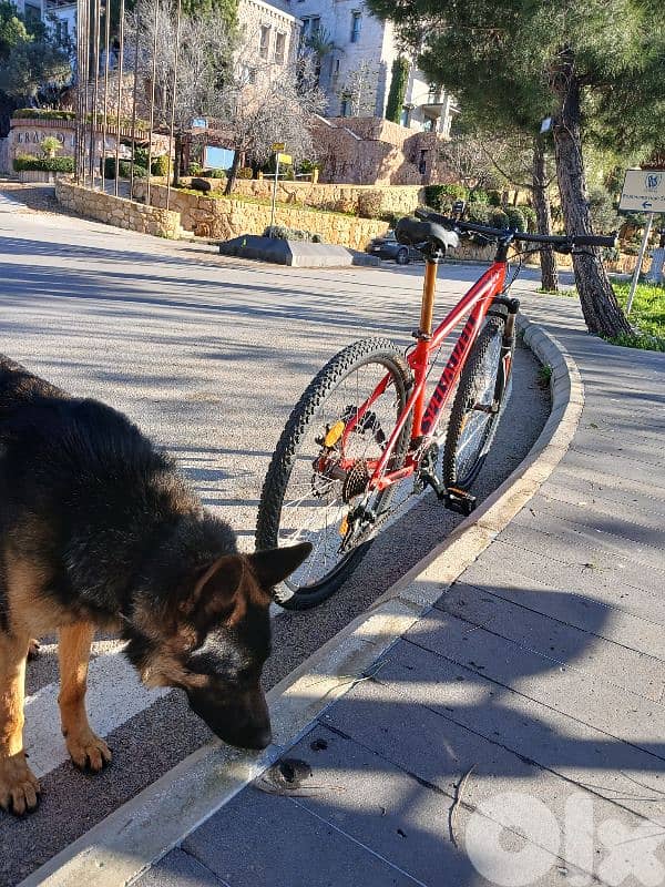 specialized Hardrok 29 5