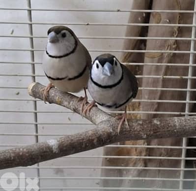 طيور owl بومةفينش بادجي