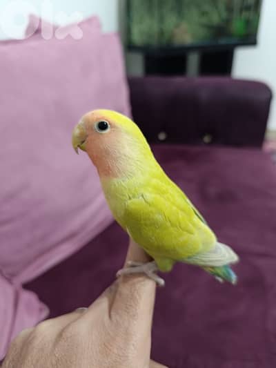 افراخ روز مروضين