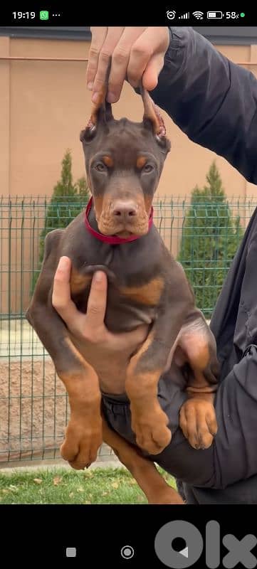 doberman europe