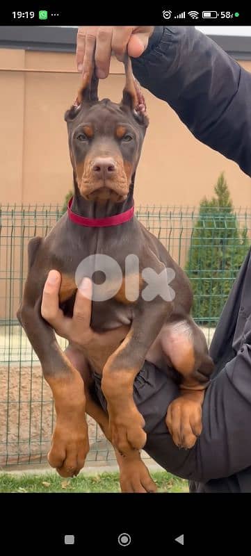 doberman europe 3