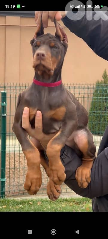 doberman europe 5