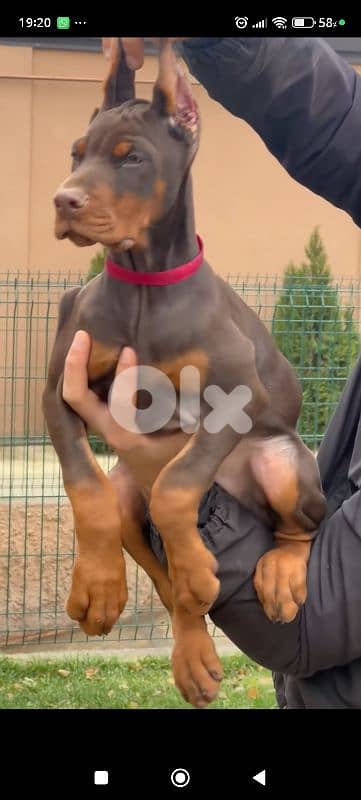 doberman europe 6