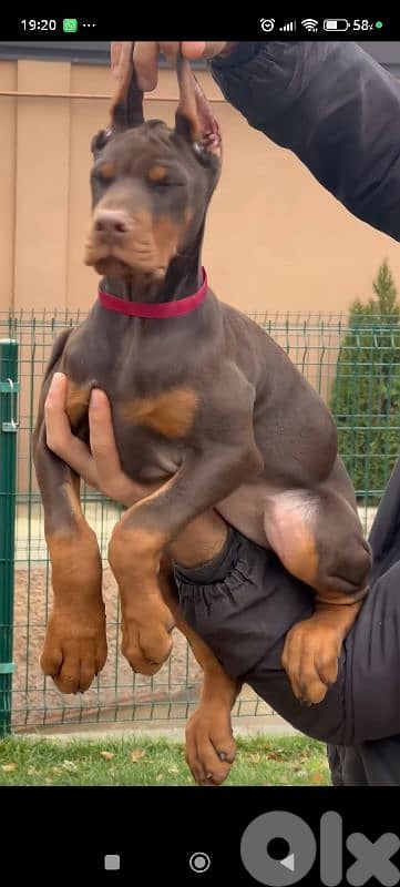doberman europe 7