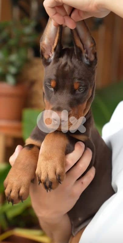 doberman europe 9