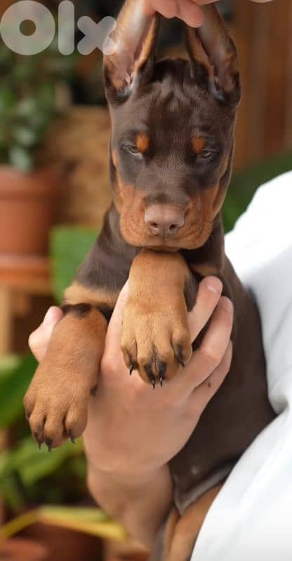 doberman europe 10