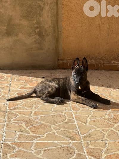 dutch shepard and malinous