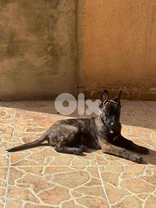 dutch shepard and malinous 1