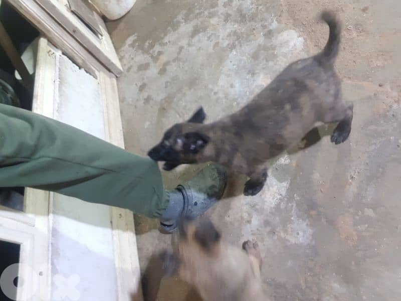 dutch shepard and malinous 2