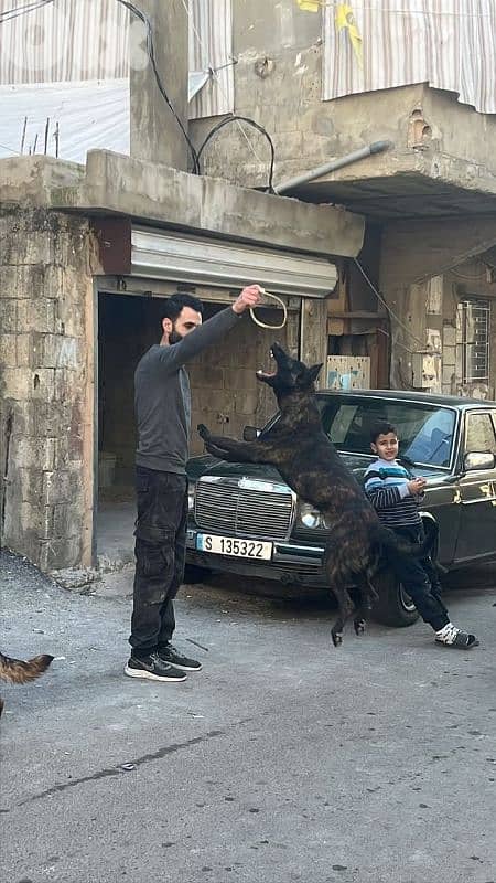 dutch shepard and malinous 4